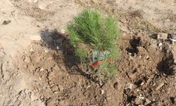 Yanan alanlarda fidan dikiminde acele edilmemeli