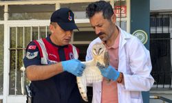 Yaralı peçeli baykuş tedaviye alındı