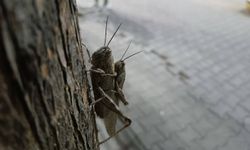 Yavrusunu sırtında taşıyan çekirge şaşkınlıkla izlendi