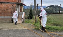 1 milyondan fazla hane, kahverengi kokarcaya karşı ilaçlandı