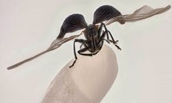 2025 Nikon Mikrofotografi Yarışması’nın birincisi: Pirinç tanesi üzerinde pirinç böceği