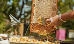 46 ülkeye bal ihracatı