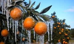 Adana’da zirai dondan etkilenen üreticilerin hesaplarına destek ödemeleri yatırılacak