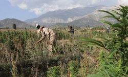 Afgan polisi esrar tarlasını imha etti