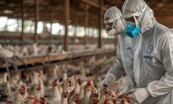 Almanya'da kuş gribi alarmı