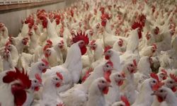 Almanya'da kuş gribi nedeniyle 400 bin kanatlı hayvan itlaf edildi