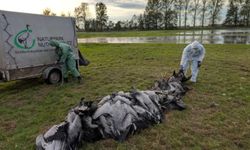 Almanya'da kuş gribi salgını nedeniyle yüz binlerce hayvan itlaf edildi