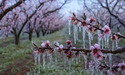Bakan Yumaklı: Zirai dondan etkilenen üreticilere 6,5 milyar TL destek