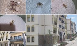 Batman TOKİ konutlarında haşere sorunu: Vatandaş endişeli