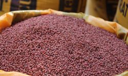 Batman'da 210 çiftçiye yüzde 75 hibeli kırmızı mercimek tohumu desteği