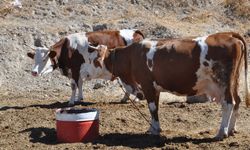 Batman'da şap hastalığı yayılıyor: Veteriner hekimler uyardı