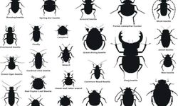 Bingöl İl Tarım ve Orman Müdürlüğü’nden "Siyah Böcekler" açıklaması