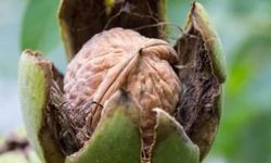 Bingöl Tarım ve Orman Müdürlüğü’nden ceviz hasadı uyarısı