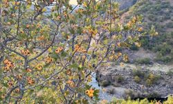 Bingöl’de sonbaharın bereketi: Sieyz (alıç) meyvesi