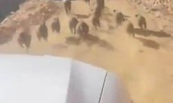 Bingöl’de yaban domuzları köylülerin kâbusu haline geldi