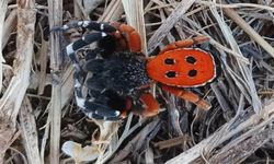 Bingöl’de zehirli "uğur böceği örümceği" görüldü