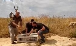 Doğa Koruma ve Milli Parklar Genel Müdürlüğü 240 sözleşmeli personel alacak