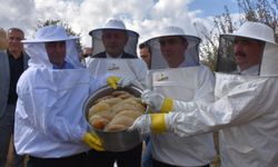 Dünya birincisi Bitlis karakovan balı artık Avrupa yolcusu