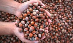 Fındık ihracatından 9 ayda 1,6 milyar doların üzerinde gelir sağlandı