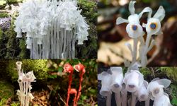 Güneş yok, fotosentez yok: Hayalet Çiçek’lerin sıradışı beslenme yöntemi