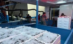 Hamsi avcılığında kota denetimleri devam ediyor