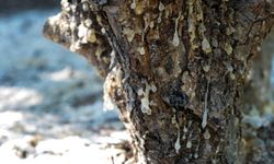 İzmir’de sakız ağaçlarında ilk hasat yapıldı