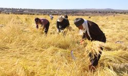 Karacadağ’ın bereketi oraklarla toplanıyor