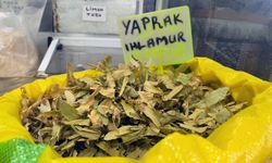 Kış gelmeden tükeniyor! Adana’da şifa arayanların ilk durağı