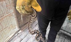 Konya’da asayiş denetiminde yavru piton ele geçirildi