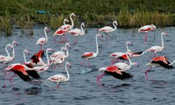 Konya’da flamingoların yaşam alanı tehlike altında