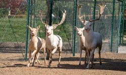 Malatya Hayvanat Bahçesi 4 Ekim'de ziyaretçilere ücretsiz 