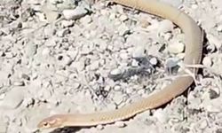 Malatya'da kırmızı yılan görüldü