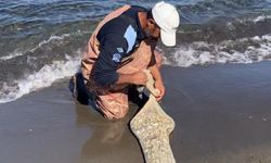 Samsun’da kaçak avlanan 1 ton kum midyesi yeniden denize bırakıldı