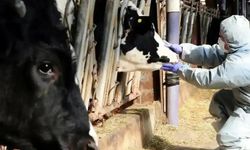 Samsun'da şap hastalığı karantinası