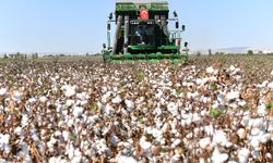 Şanlıurfa'da pamuk, kalite ve verimlilik için koruma altına alındı