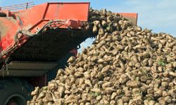 Şeker pancarı alım fiyatı belli oldu