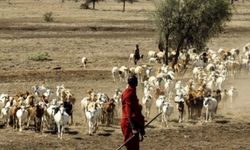 Senegal'de Rift Vadisi ateşi salgınında ölü sayısı 17'ye yükseldi