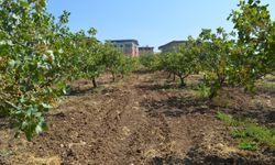   Siirt Tarım ve Orman İl Müdürlüğü’nden fıstık üreticilerine bahçe tesisi uyarısı