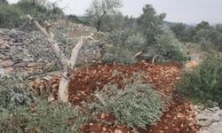 Siyonist işgalciler El-Halil'de 150 zeytin ağacını kesti