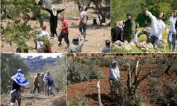 Siyonist rejim ve Yahudi çeteler Batı Şeria’da Filistinlilere ait tarım arazilerine zarar veriyor