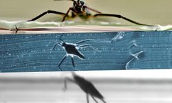 Su böceklerinin gizli mekanizması, arama-kurtarma robotlarına ilham verdi