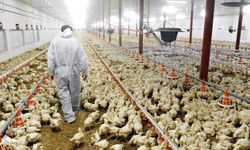 WOAH'dan kuş gribi salgını uyarısı