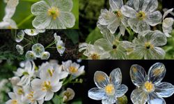 Yağmurla şeffaflaşan çiçek: Japonya’nın gizemli ‘İskelet Çiçeği’