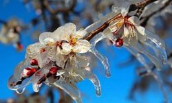 Zirai dondan etkilenen çiftçilere 13,2 milyar TL destek