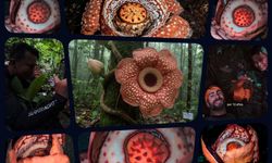 13 yıllık arayış, mutluluk gözyaşlarıyla bitti: Sumatra’da nadir Rafflesia hasseltii çiçeği açtı