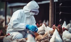 ABD’de H5N5 kuş gribi kaynaklı ilk insan ölümü 