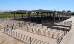 Batman'da hayvan pazarı yeniden açıldı