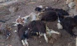 Batman'da kurt saldırısı: 10 keçi telef oldu