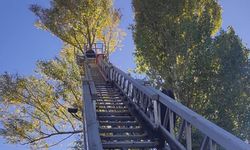 Bingöl'de ağaçta mahsur kalan kedi kurtarıldı