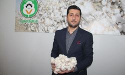 Çitçiler emeğinin karşılığını istiyor: Destek artarsa pamuk alanları büyüyecek